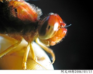26-IMG_0086