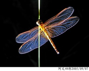 21-IMG_0063