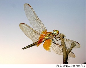 27-IMG_0010