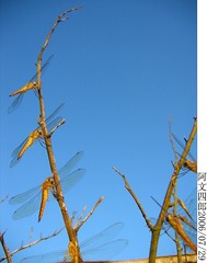 28-IMG_0072