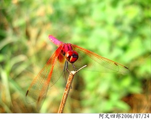 28-IMG_0005