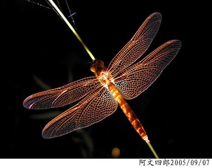 21-IMG_0074