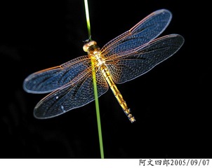 21-IMG_0066
