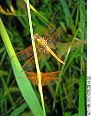 20-IMG_0024