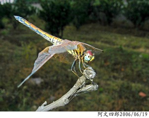 27-IMG_0009
