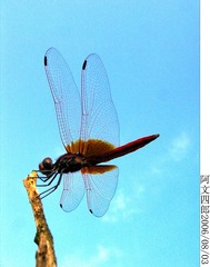 29-IMG_0011