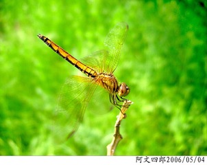 24-IMG_0142