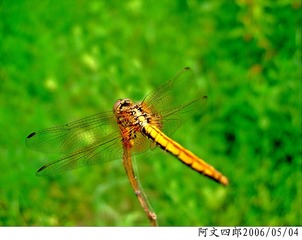24-IMG_0027