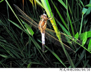 23-IMG_0031