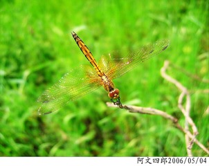 24-IMG_0080