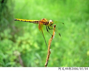 24-IMG_0044