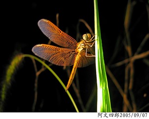 21-IMG_0033