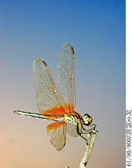27-IMG_0018