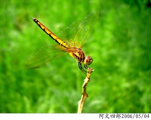 24-IMG_0147