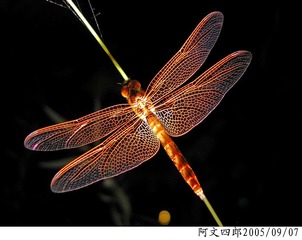 21-IMG_0075