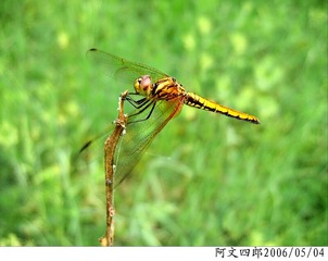 24-IMG_0010
