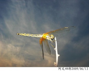 30-IMG_1087