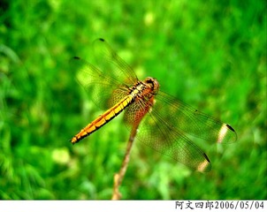 24-IMG_0022