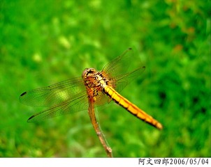 24-IMG_0026
