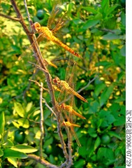 28-IMG_0080