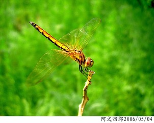 24-IMG_0146