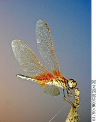 27-IMG_0020