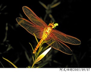 21-IMG_0108