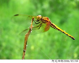 24-IMG_0016