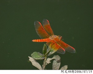 28-IMG_0050