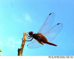 29-IMG_0010