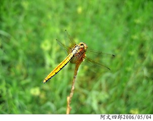 24-IMG_0023