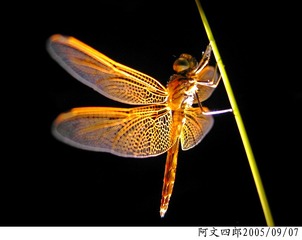 21-IMG_0078
