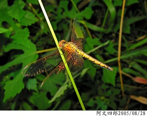 20-IMG_0012