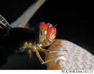 26-IMG_0083