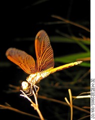 21-IMG_0030