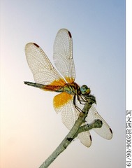 27-IMG_0005