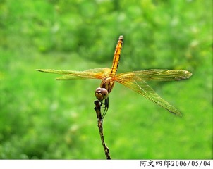 24-IMG_0066