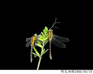 22-IMG_0039