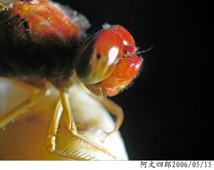 26-IMG_0087