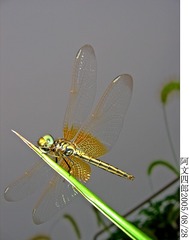 20-IMG_0013