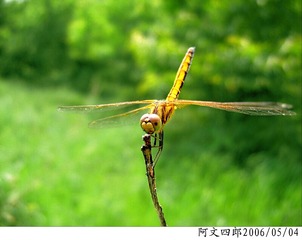 24-IMG_0061
