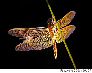 21-IMG_0097