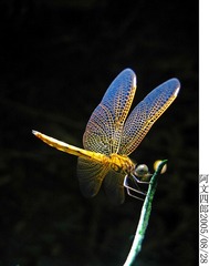 20-IMG_0031
