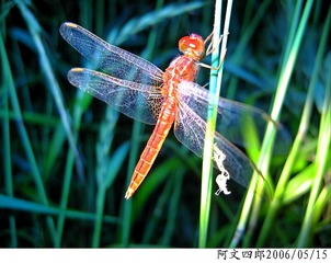 26-IMG_0048
