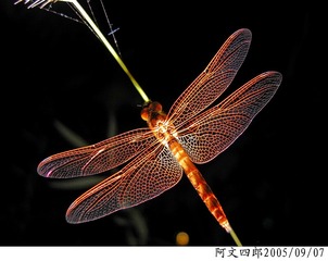 21-IMG_0076