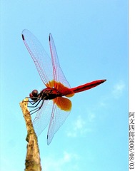29-IMG_0012