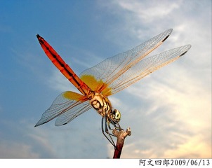 30-IMG_1077