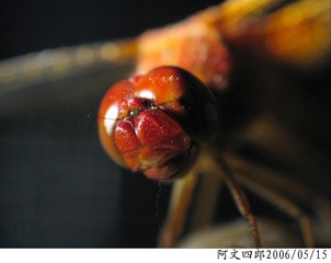 26-IMG_0072