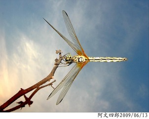30-IMG_1071