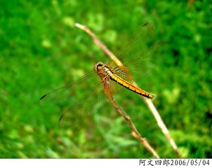 24-IMG_0035